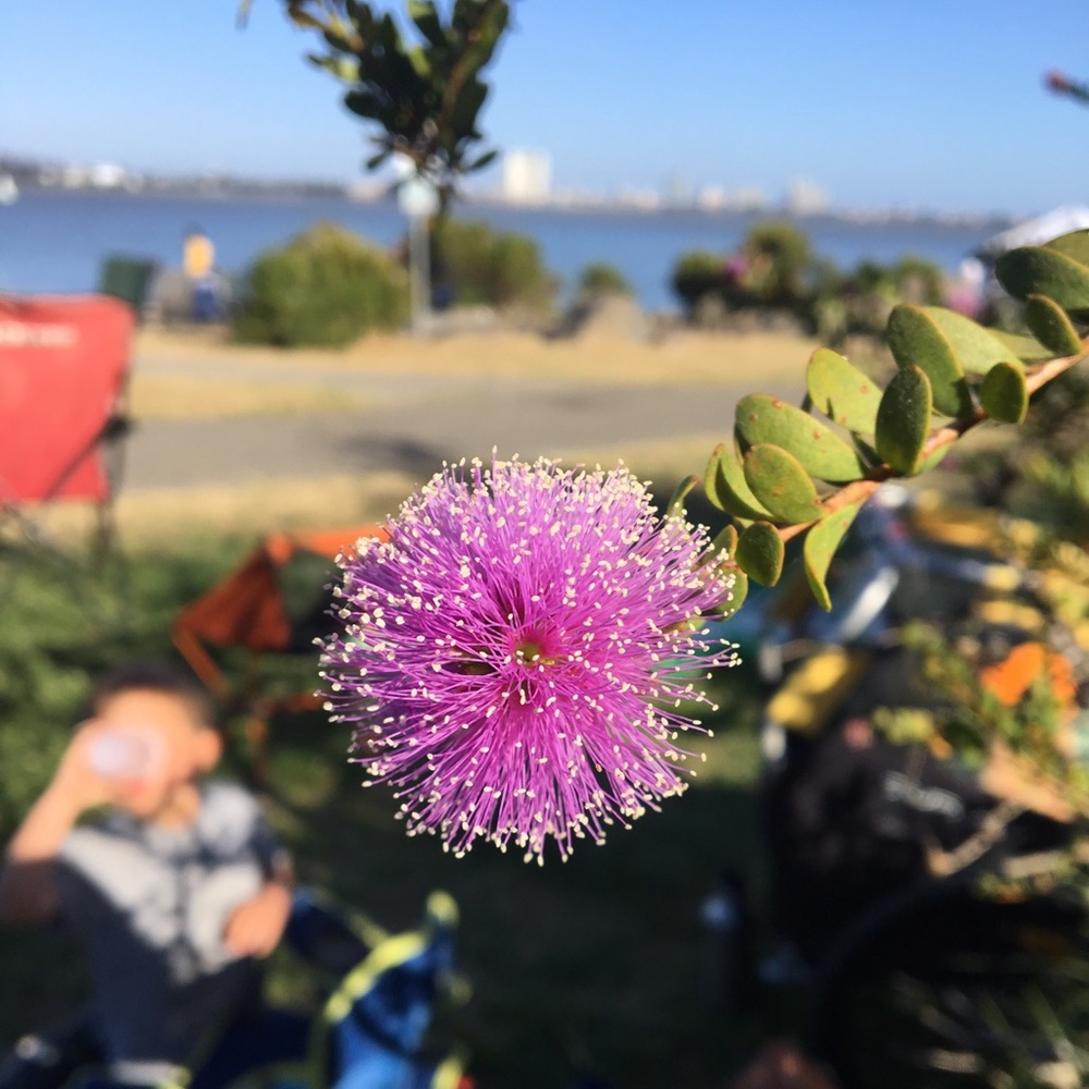 Meet your Posher, Suzanna